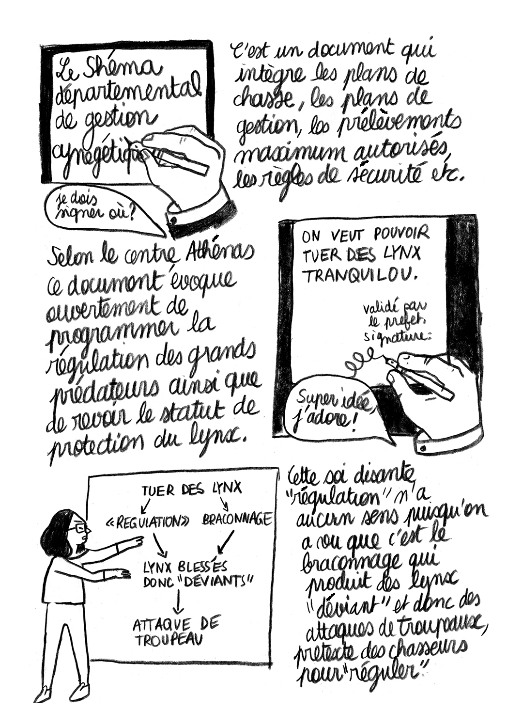 - Lynx en danger- page 13