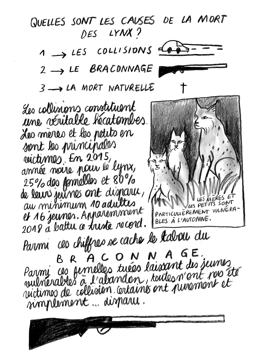 - Lynx en danger- page 7