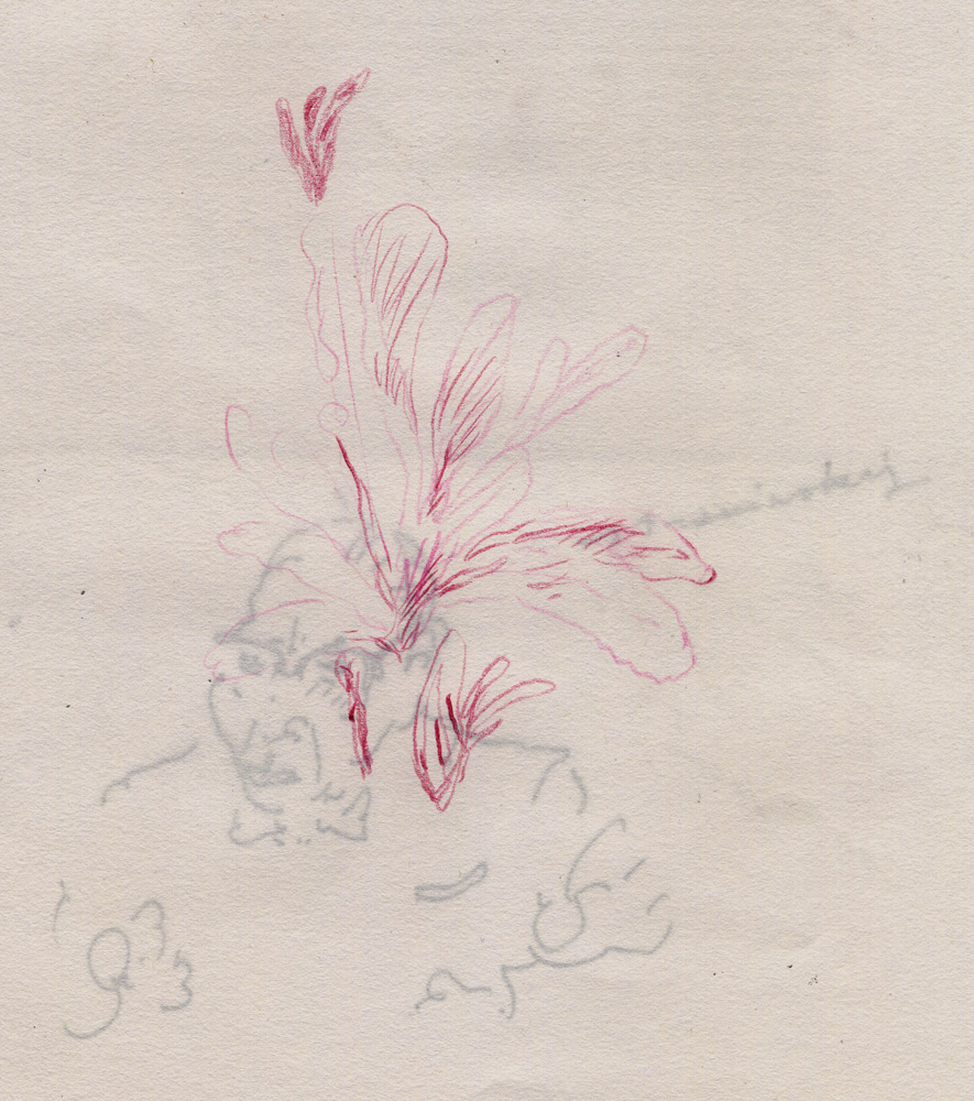 - un poumon, le dessin- page 111