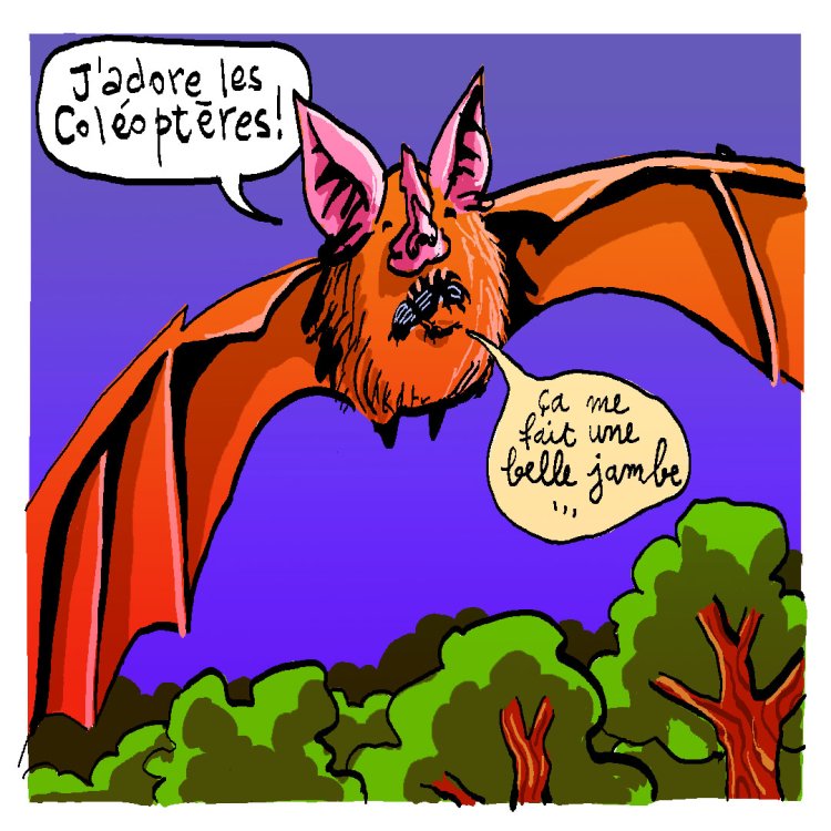 - Tom Cochien - Rhinolophe Storypage 7