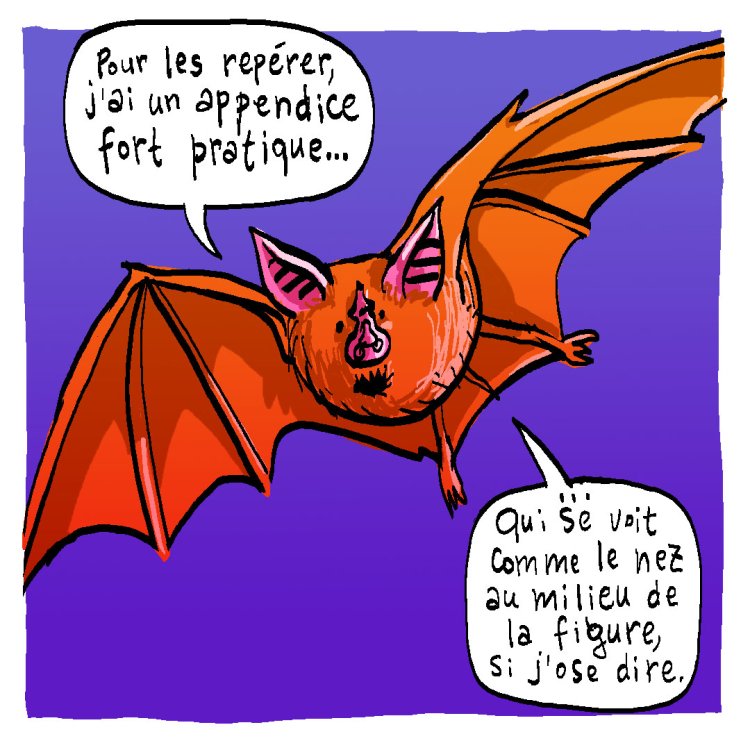 - Tom Cochien - Rhinolophe Storypage 8